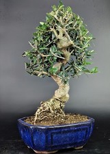 Bonsai olivastro wildolive usato  Cison di Valmarino