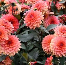 Dahlia seeds fresh for sale  Meridian