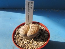 Lithops bromfeldii mennellii for sale Lithops bromfeldii mennellii for sale  HALESOWEN