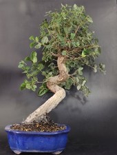 Bonsai sughera quercia usato  Cison di Valmarino
