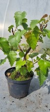 Bonsai birkenbaum sandbirke gebraucht kaufen  Solingen