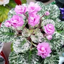 African violet rose for sale  Spencer