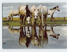 Postcard horses camargue for sale  Almond
