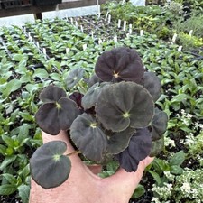 BEGONIA ‘CONGA’ comprar usado  Enviando para Brazil