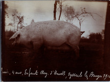 Bruges truie vintage d'occasion Bruges truie vintage d'occasion  Pagny-sur-Moselle