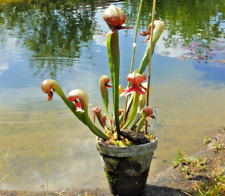 Samen darlingtonia californica gebraucht kaufen  Beckum