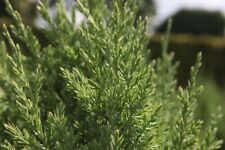 Juniperus chinensis stricta for sale  PAIGNTON