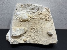 Amazingly preserved potamon for sale  San Jose