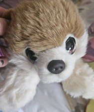 Cuddle puppies keel for sale  MOUNTAIN ASH