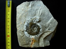 Ammonite hauterivien crioceras d'occasion  La Chapelle-Saint-Luc