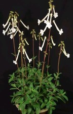 Sinningia tubiflora 10.5cm for sale  SEVENOAKS