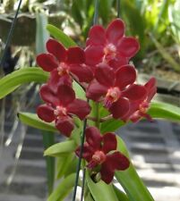 Orchid orchid vanda for sale  Shipping to Ireland