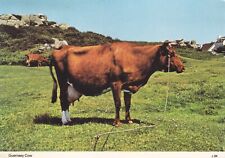 Postcard guernsey cow for sale  DORKING