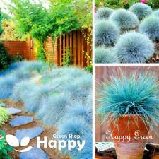 Blue fescue festuca for sale  DONCASTER