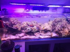 Acquario 400l usato  Novara