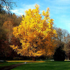 Ginkgo biloba maidenhair for sale  HORSHAM