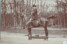 Equitation cheval étalon d'occasion  Pagny-sur-Moselle