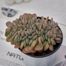Echeveria amber crested for sale  Northport