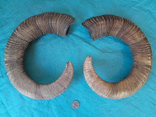 Pair strong mouflon d'occasion  Expédié en Belgium
