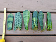 dracaena for sale dracaena for sale Louisville