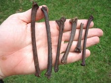 Bird bones florida for sale  Tallahassee