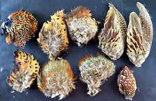 Misc lot exotic for sale  Richmond