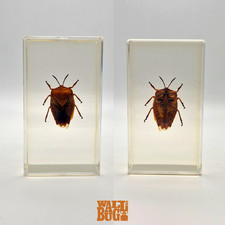 Shield bug insect for sale  LONDON