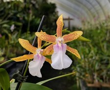Blooming size miltonia for sale  Mckinleyville