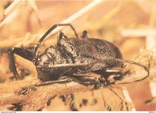 Animaux insectes ceroplesis d'occasion  Fruges