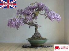 Tree wisteria seeds for sale  BROCKENHURST