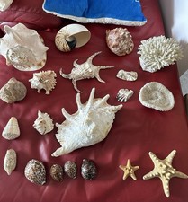 Collezione 261 conchiglie usato  Verdellino