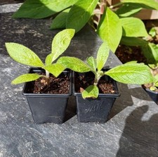 7cm echium pininana for sale  BIDEFORD
