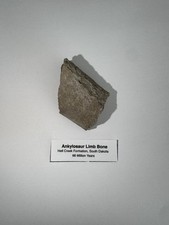 Ankylosaur dinosaur limb for sale  BRIGHTON