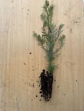 Coast redwood sequoia for sale  CHORLEY