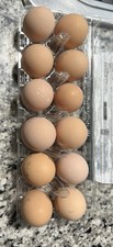 Npip buff orpington d'occasion  Expédié en Belgium