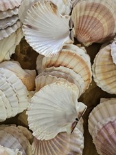 Conchiglia capesante pulita usato  Quartu Sant Elena