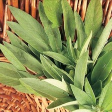 Sage plug plants for sale  CONSETT