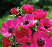 Anemonen coronaria sylphide gebraucht kaufen  Emden