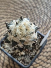 Ariocarpus for sale  BEDWORTH