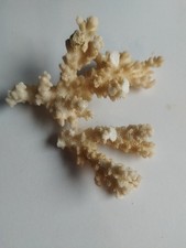 White sea coral for sale  KILMARNOCK