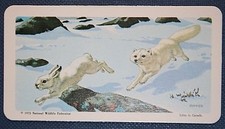 Arctic fox arctic for sale  DERBY