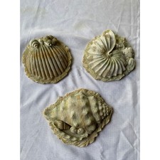 Set sea shell for sale  Dover
