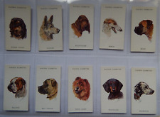 Dogs heads peter for sale  NORWICH