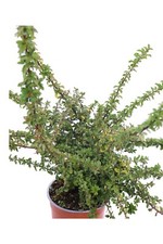 Pianta pyracantha coccinea usato  Santeramo in Colle