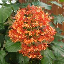 Orange pagoda clerodendrum for sale  Mobile