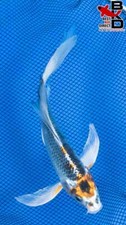 fish koi 14 black for sale fish koi 14 black for sale Claudville
