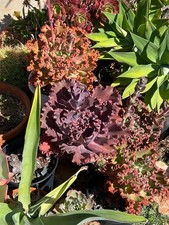 Echeveria valentine gallon for sale  Canoga Park