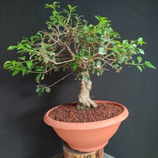 Pre bonsai prunus usato  San Pancrazio Salentino