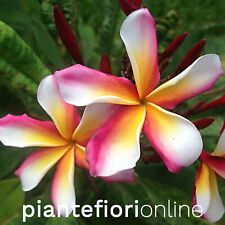 Plumeria candy stripe usato  Palermo