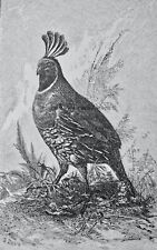 C1895 antique print for sale  UK